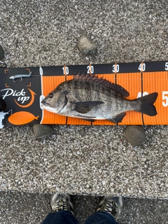 クロダイの釣果