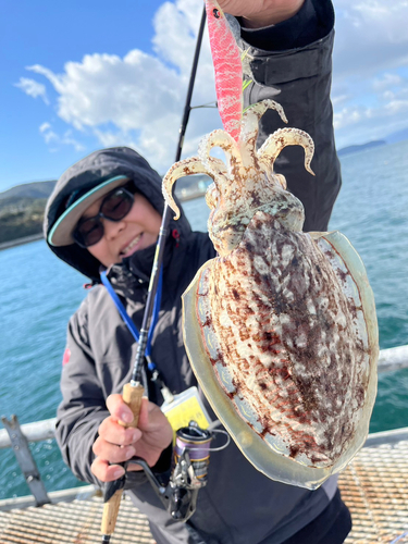 コウイカの釣果