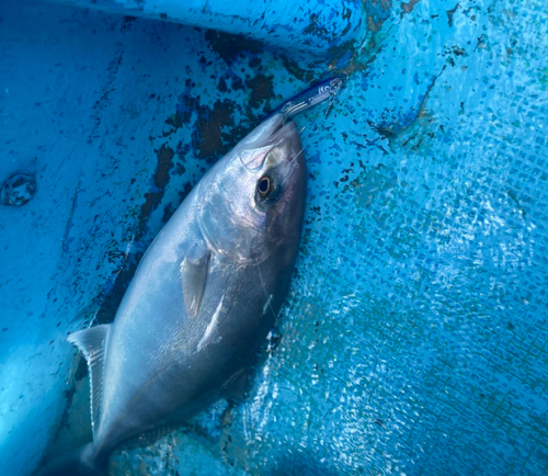 カンパチの釣果