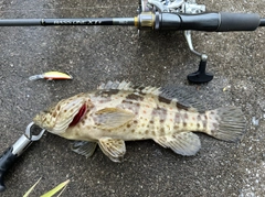 チャイロマルハタの釣果