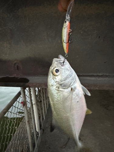 メッキの釣果