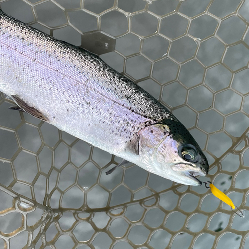 ニジマスの釣果