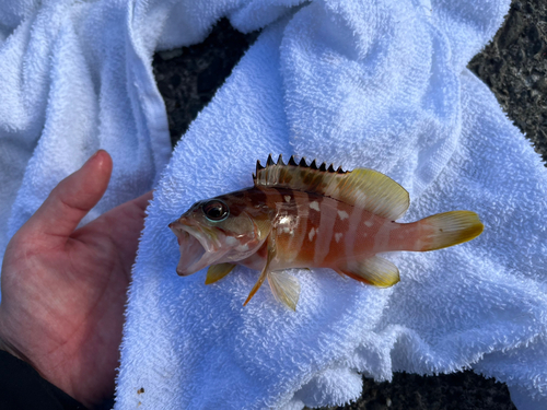 アカハタの釣果