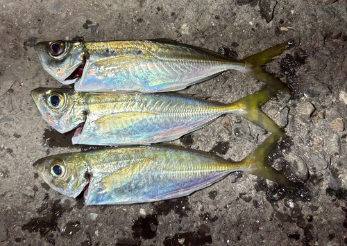 マアジの釣果