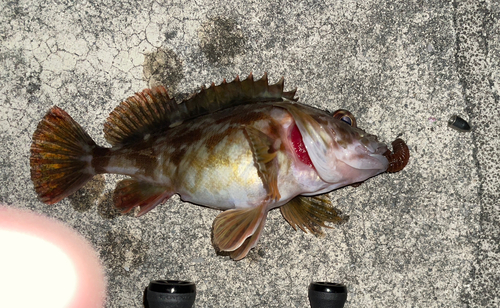 カサゴの釣果