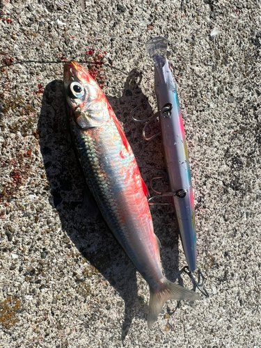 イワシの釣果