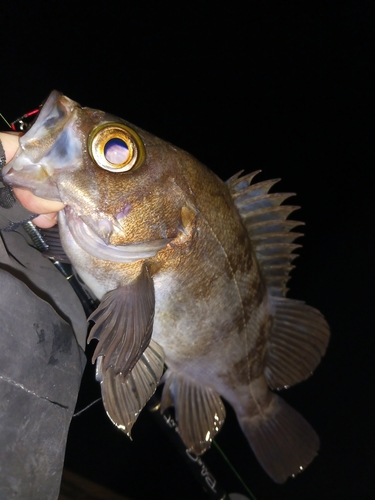 メバルの釣果