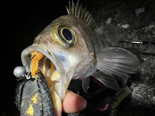 シロメバルの釣果