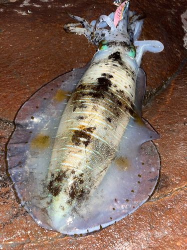 アオリイカの釣果