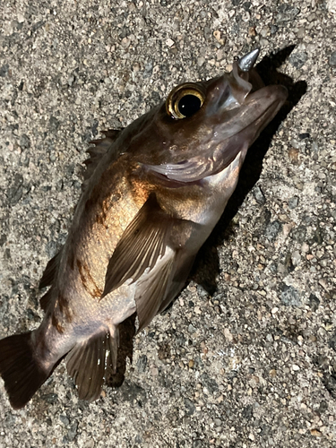 アカメバルの釣果