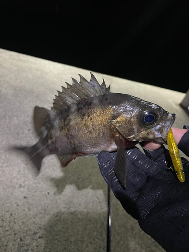 メバルの釣果