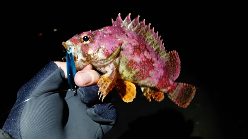 ヨロイメバルの釣果