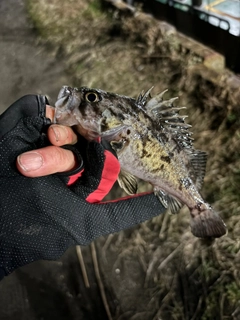 クロソイの釣果