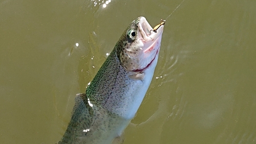 ニジマスの釣果