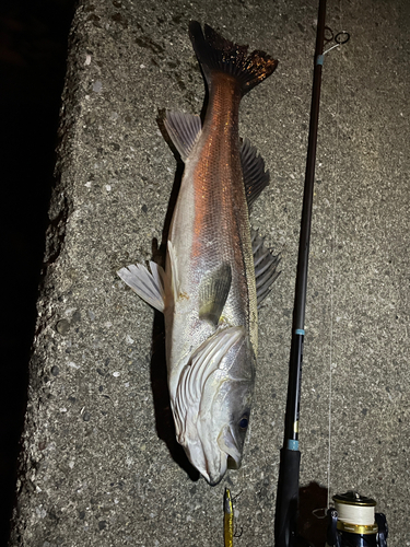 シーバスの釣果