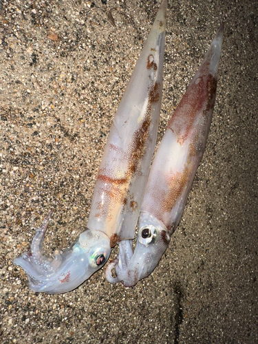 ヤリイカの釣果