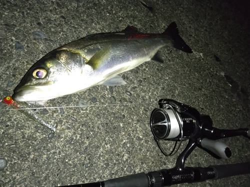 シーバスの釣果