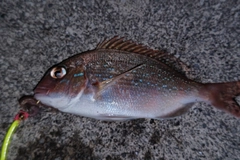 タイの釣果