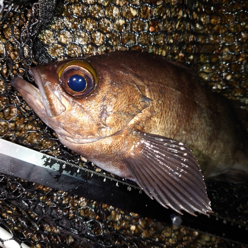 メバルの釣果