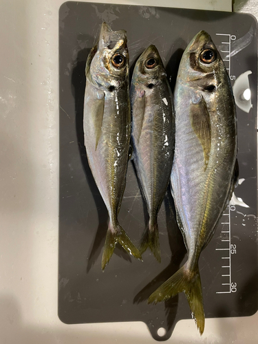 アジの釣果