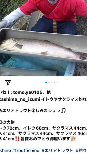 イトウの釣果