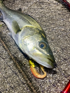 フッコ（マルスズキ）の釣果