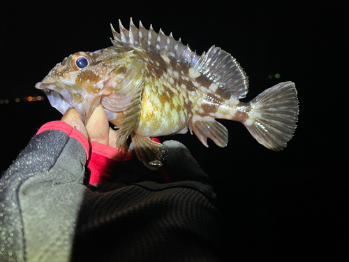 カサゴの釣果