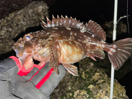 カサゴの釣果