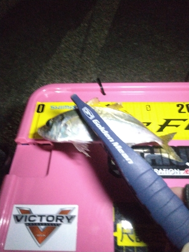 マアジの釣果