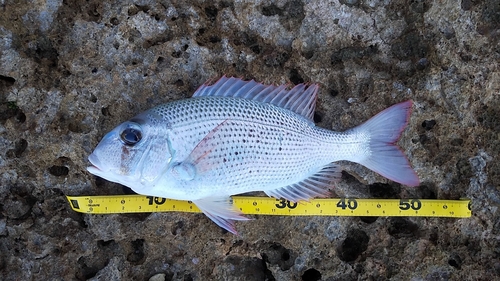 メイチダイの釣果