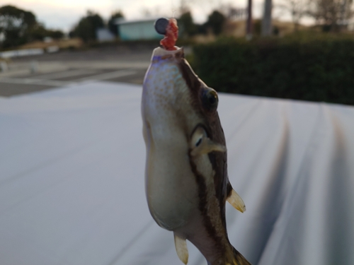 オオモンハタの釣果