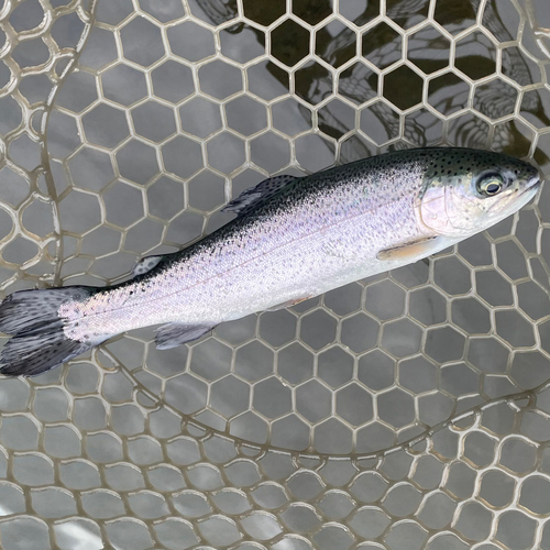 ニジマスの釣果