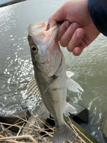 セイゴ（マルスズキ）の釣果