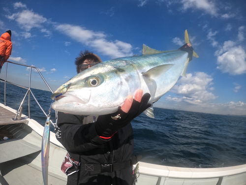 ブリの釣果