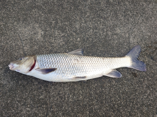 ニゴイの釣果