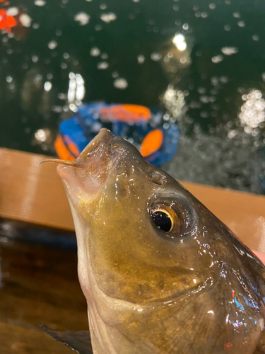 コイの釣果