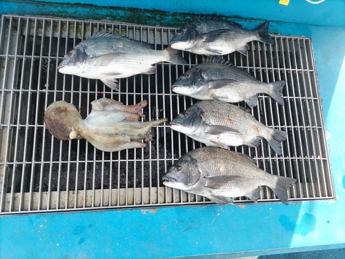 クロダイの釣果