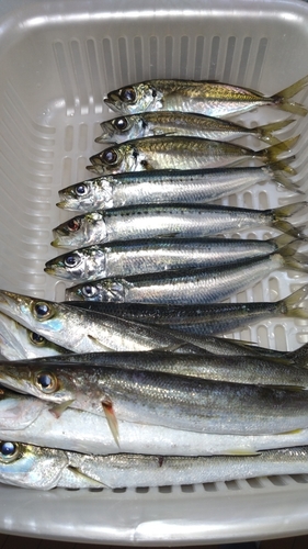 カマスの釣果