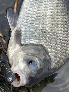 フナの釣果