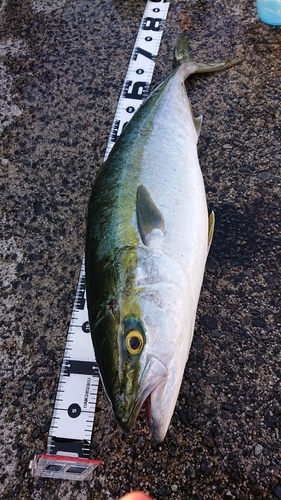 ハマチの釣果