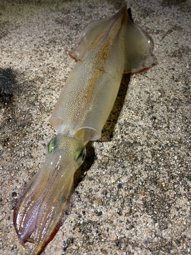 ヤリイカの釣果