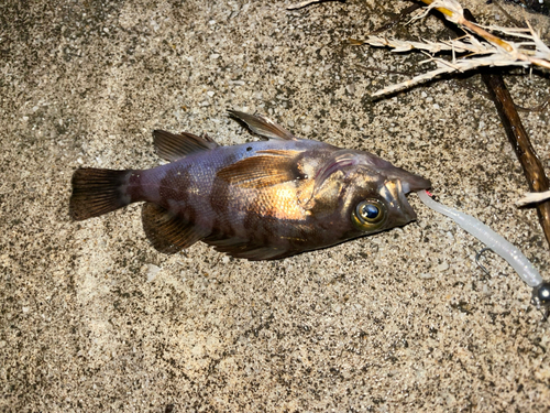 メバルの釣果