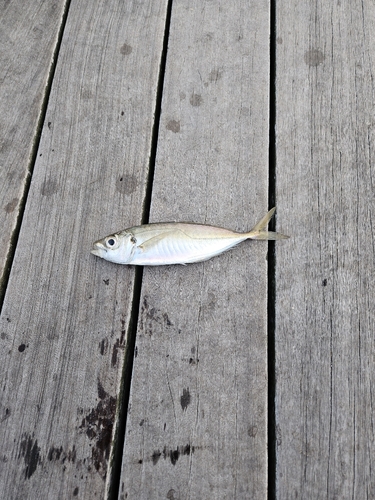 マアジの釣果