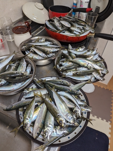 アジの釣果