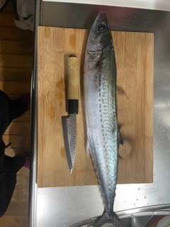 サゴシの釣果