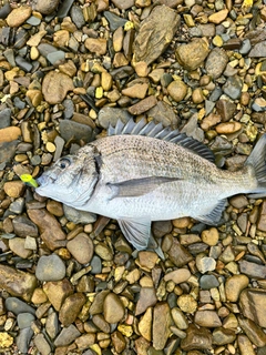 ミナミクロダイの釣果