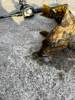 アイナメの釣果