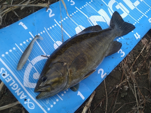 スモールマウスバスの釣果