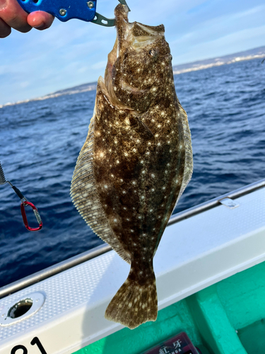 ヒラメの釣果