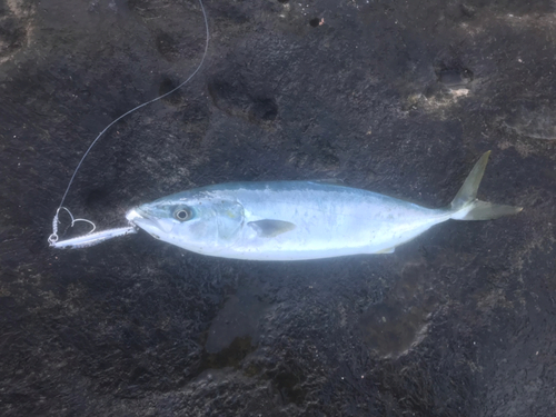 ツバスの釣果